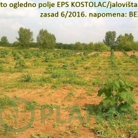 14739455522594_160818_Kostolac2016 (3).jpg